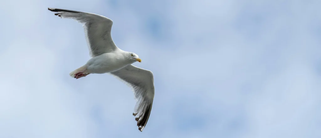 View of a herring gull from below, with wide wingspan