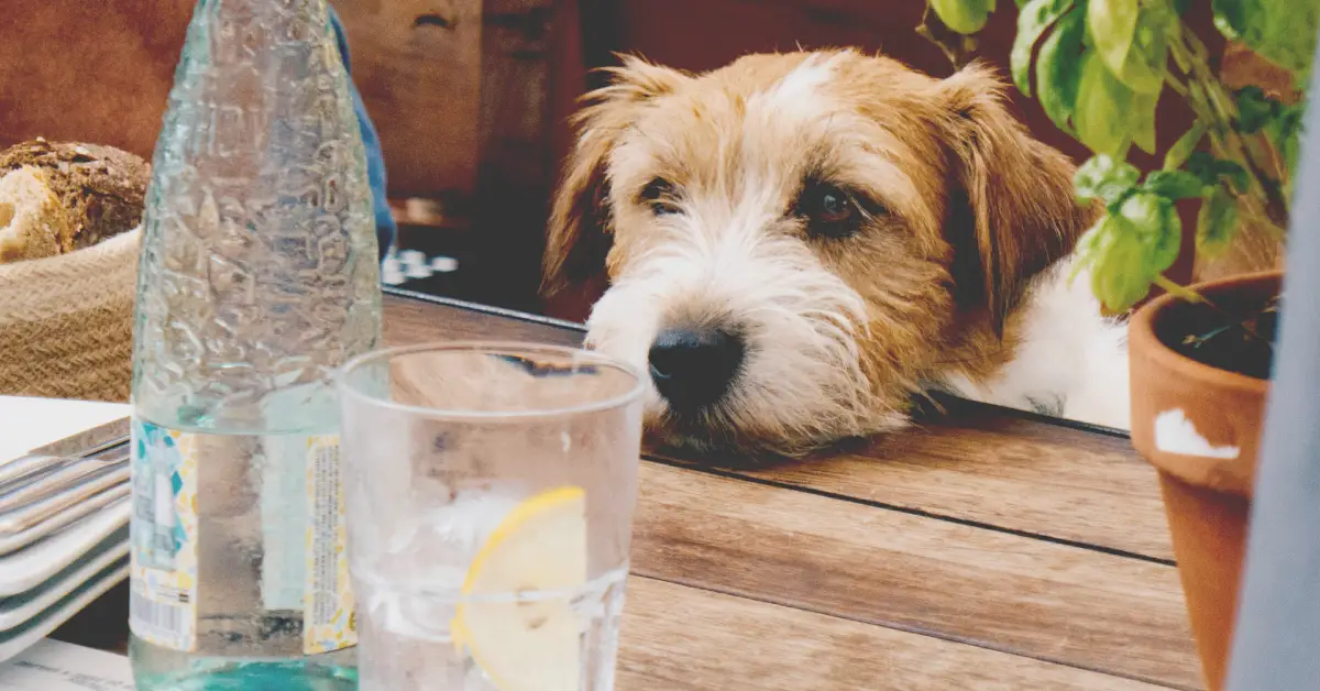 dog-at-restaurant-table-brighton